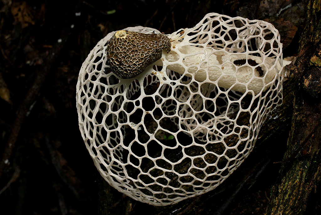 Nấm Tâm Trúc khi trưởng thành có phần chóp nấm nở bung ra trông như một “tấm mạng che mặt” của những mỹ nhân thời xưa. Ảnh staticflickr.