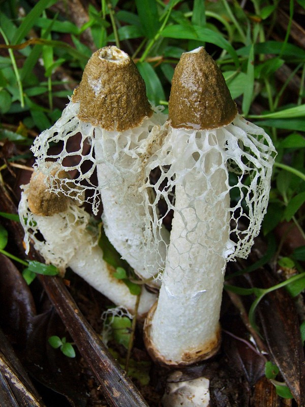 Trung Quốc là quốc gia sản xuất nấm Tâm Trúc lớn nhất thế giới hiện nay dưới dạng sấy khô. Ảnh nahuby.