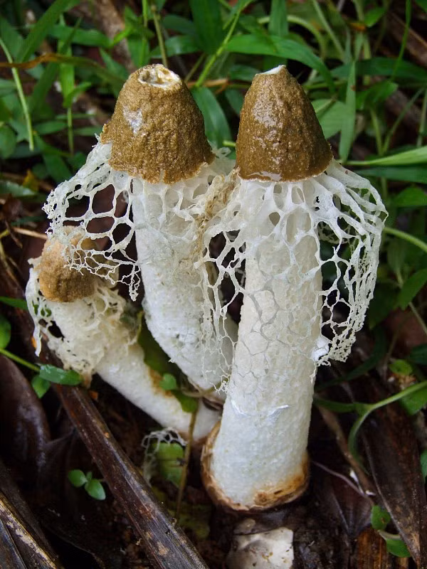 Trung Quốc là quốc gia sản xuất nấm Tâm Trúc lớn nhất thế giới hiện nay dưới dạng sấy khô. Ảnh nahuby.