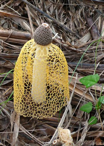 Đặc biệt, phần chóp của nấm Tâm Trúc là vị trí có mùi hôi thối thu hút các loại côn trùng như ruồi, muỗi đậu. Ảnh google.