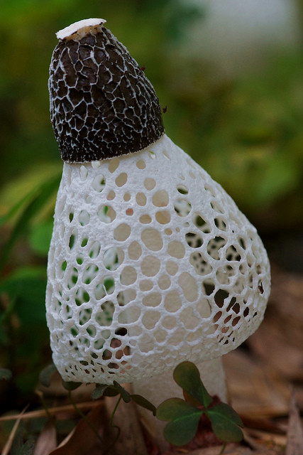 Trên thế giới, nấm Tâm Trúc được tìm thấy trong tự nhiên ở các nước Châu Âu, Bắc Mỹ, và một số quốc gia ở khu vực Châu Á. Ảnh pinimg.