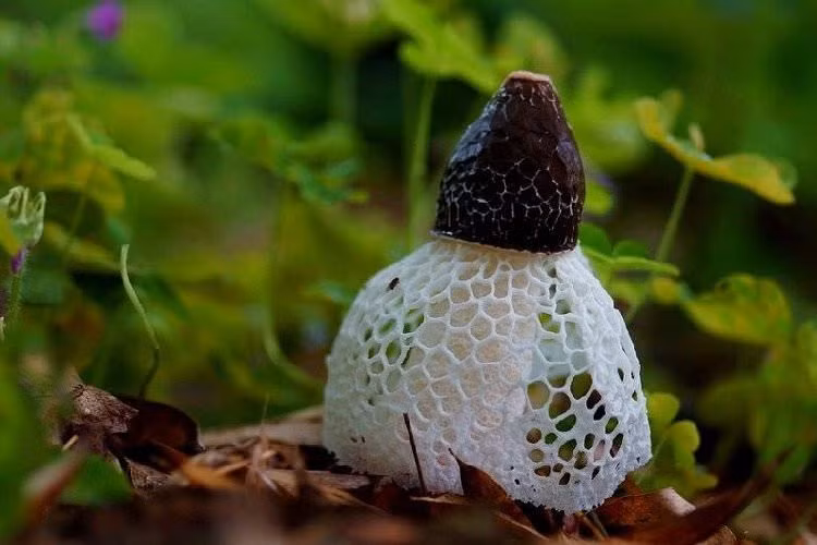 Ở nước ta, nấm Tâm Trúc được tìm thấy ở bờ ruộng, bờ tre, hoặc bờ sông. Ảnh imgur.