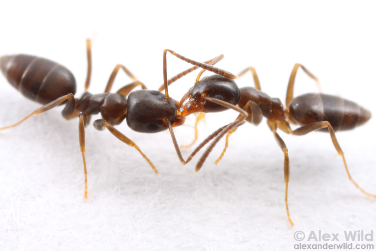 Mặc dù kiến hôi không đốt hoặc cắn nhưng chúng có thể trở thành loài côn trùng dịch hại nếu tràn vào nhà với số lượng lớn. Ảnh alexanderwild.