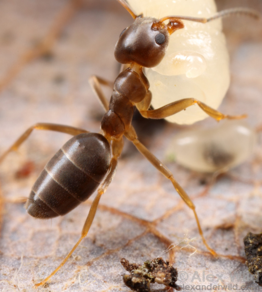 Kiến hôi còn có tên gọi khác là kiến dừa nhà, kiến gió. Tên khoa học của nó là Tapinoma sessile. Ảnh alexanderwild.