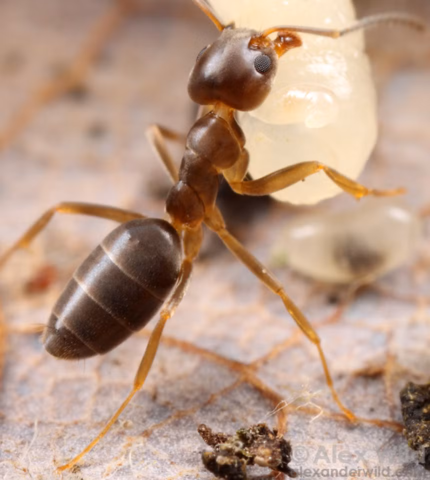 Kiến hôi còn có tên gọi khác là kiến dừa nhà, kiến gió. Tên khoa học của nó là Tapinoma sessile. Ảnh alexanderwild.