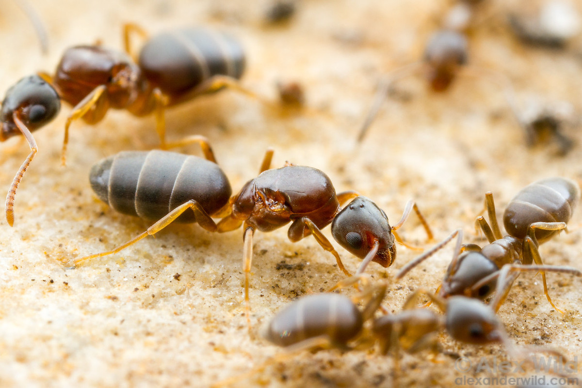 Kiến hôi kiếm ăn cả ban ngày và ban đêm. Chúng ăn hầu hết các thức ăn trong nhà và kể cả thức ăn của động vật, nhất là thức ăn chứa đường. Ảnh alexanderwild.