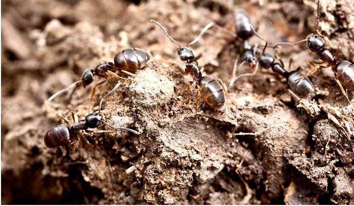 Kiến hôi phát triển trải qua các giai đoạn gồm trứng, ấu trùng, nhộng và đến kiến hôi trưởng thành. Ảnh nanovina.