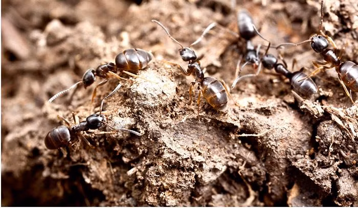 Kiến hôi phát triển trải qua các giai đoạn gồm trứng, ấu trùng, nhộng và đến kiến hôi trưởng thành. Ảnh nanovina.