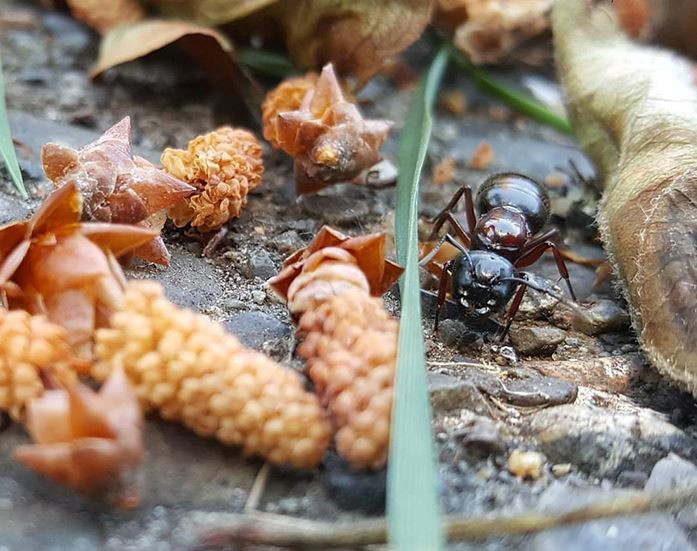 Kiến hôi mất từ 34 - 38 ngày để phát triển đến khi trưởng thành. Loài kiến này có thể sống thọ nhiều năm. Ảnh nanovina.