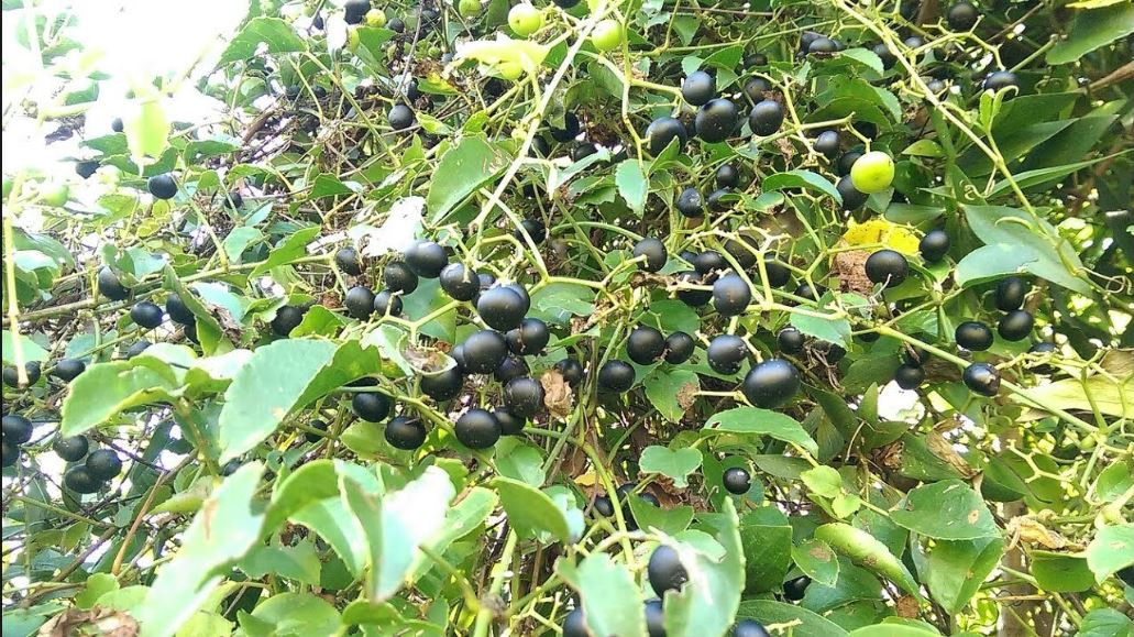 Bên cạnh đó, thân, lá và cả trái giác cũng được dùng để nấu lấy nước tắm trị rôm, sảy cho trẻ em. Ảnh ytimg.