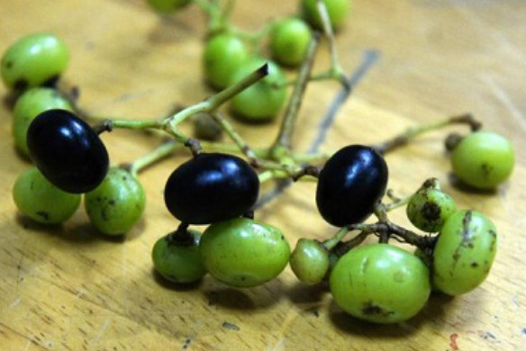 Ở Việt Nam, ngoài rừng U Minh Hạ, trái giác còn mọc hoang dại trong các quần hệ thứ sinh và quanh các rào, bụi từ các tỉnh Lào Cai, Nam Hà, Hải Phòng tới An Giang, Kiên Giang. Ảnh simson.