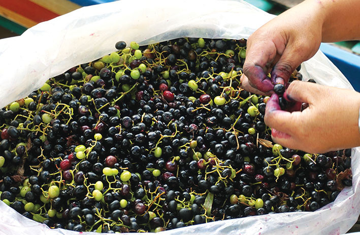 Trái giác non có vị chua chát, nhưng càng lớn vị càng thay đổi, từ chua thanh đến chua ngọt. Ảnh baoanhdatmui.