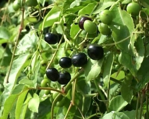 Trái giác tròn, hơi dẹp, nhỏ và mọc thành từng chùm. Khi còn non, trái giác bé như hạt đậu xanh. Khi quả chín chuyển sang màu đen thẫm, thịt trái giác màu tím như quả mồng tơi chín. Ảnh blogspot.