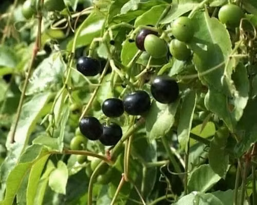 Trái giác tròn, hơi dẹp, nhỏ và mọc thành từng chùm. Khi còn non, trái giác bé như hạt đậu xanh. Khi quả chín chuyển sang màu đen thẫm, thịt trái giác màu tím như quả mồng tơi chín. Ảnh blogspot.