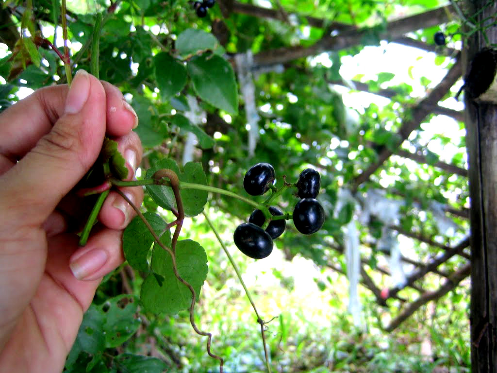 Ngoài ra, trái giác còn được người dân sử dụng như một loại gia vị để nấu canh chua. Ảnh monngonvietnam.
