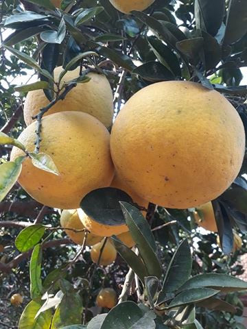 Giống bưởi tôm vàng cho năng suất cao, lại không mất nhiều công chăm sóc, ít gặp dịch bệnh. Ảnh anpero.