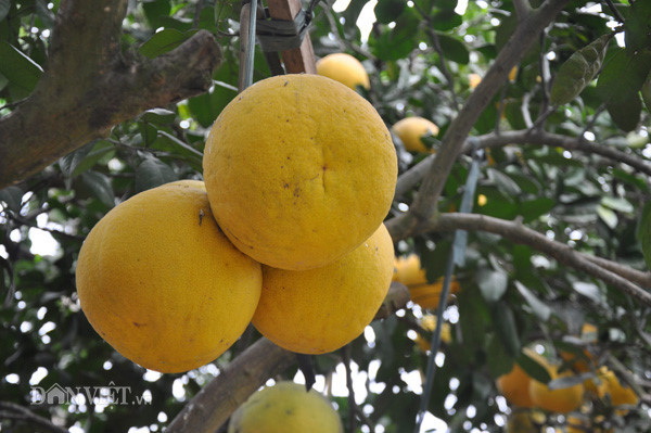 Bưởi tôm vàng có thời gian chín và thu hoạch vào đúng dịp Tết Nguyên Đán. Ảnh danviet.