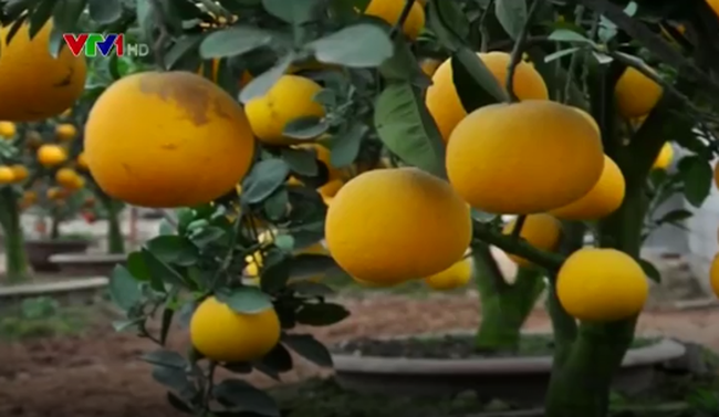Bưởi tôm vàng có đường kính trung bình 12cm - 15cm, vỏ vàng, cùi mỏng, các múi to và đều. Đặc biệt, tép bưởi màu vàng nhạt, ráo nước và giòn. Ảnh vtv.