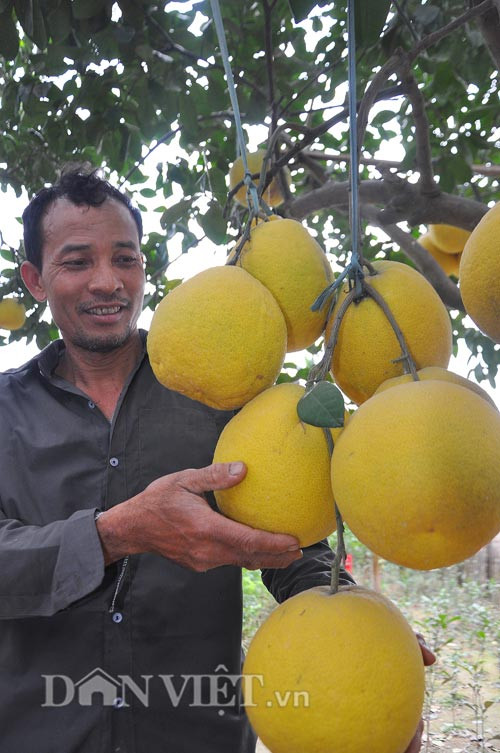 Bưởi tôm vàng ngon là những quả có cuống nhỏ với trọng lượng từ 0,8kg - 1,2kg. Ảnh danviet.