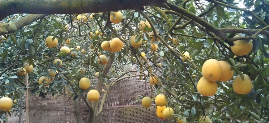 Bưởi tôm vàng có thể bảo quản từ 3 - 4 tháng. Ảnh congnghecattuong.