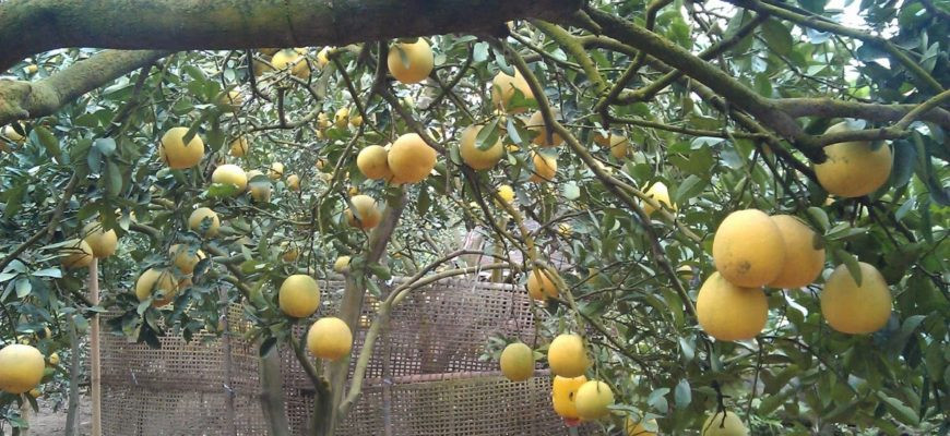 Bưởi tôm vàng có thể bảo quản từ 3 - 4 tháng. Ảnh congnghecattuong.