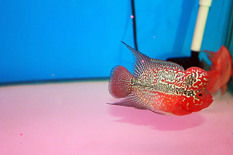 Cá La Hán thực chất là một loài cá được ra đời do lai tạo. Cho đến nay đã có hơn 60 dòng cá La Hán đã được lai tạo trên thế giới. Ảnh cacanhlucky.