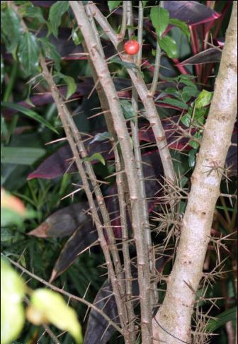 Cây bồ quân là cây thân gỗ, thân cây có gai. Quả bồ quân có thể ăn được, có vị ngọt, có thể ăn sống hoặc nấu chín để làm mứt, làm rượu. Ảnh: tksprosteta.