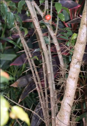 Cây bồ quân là cây thân gỗ, thân cây có gai. Quả bồ quân có thể ăn được, có vị ngọt, có thể ăn sống hoặc nấu chín để làm mứt, làm rượu. Ảnh: tksprosteta.