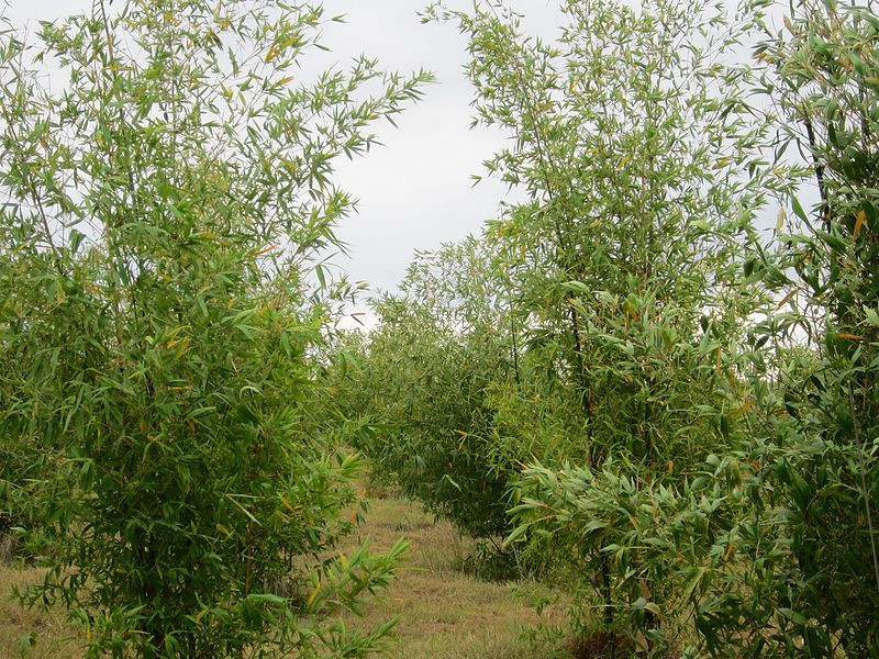 Cây lồ ô có thể cao đến 25m, đường kính một thân cây phổ biến từ 5–6cm, to hơn là 7–8 cm. Cây lồ ô cũng tương tự như cây tre nhưng thân to và rỗng ruột. Ảnh wikipedia.