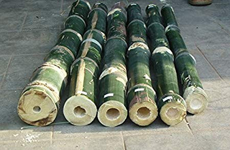 Ở Việt Nam, cây lồ ô mọc phổ biến từ tỉnh Quảng Nam trở vào, tập trung nhất ở phần Nam Tây Nguyên (chủ yếu là tỉnh Lâm Đồng) và vùng Đông Nam Bộ. Ảnh amazon.