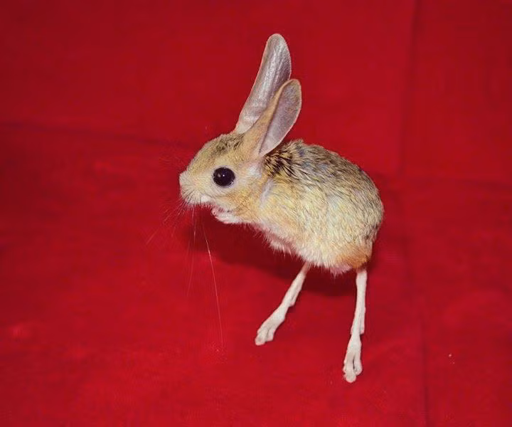 Chuột nhảy Jerboas có tuổi thọ trung bình khoảng 6 năm. Ảnh Facebook.