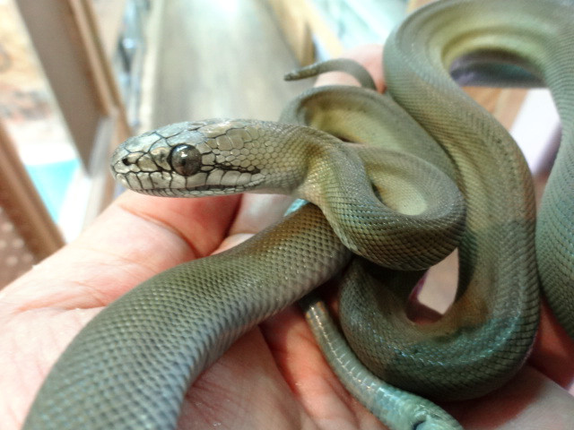 Mặc dù có kích thước khổng lồ nhưng trăn Papua khá chậm chạp và không gây nguy hiểm cho con người. Ảnh pythonidae.