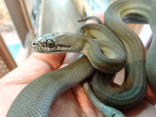 Mặc dù có kích thước khổng lồ nhưng trăn Papua khá chậm chạp và không gây nguy hiểm cho con người. Ảnh pythonidae.