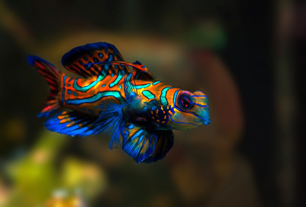 Ở cá trạng nguyên, con đực thường to và có màu sắc sặc sỡ hơn con cái. Giá bán của con đực cũng đắt hơn, từ 3,5 triệu - 4 triệu đồng/con. Ảnh yesofcorsa.