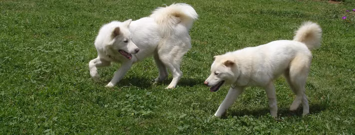 Chó Pungsan - Quốc khuyển của Triều Tiên, thường có bộ lông màu trắng và dày giúp chúng chịu đựng được giá lạnh mùa đông. Ảnh petpaw.