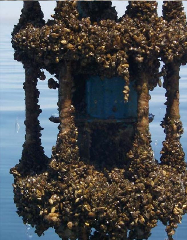 Mỗi cá thể trai ngựa vằn có thể đẻ tới hàng triệu trứng một năm. Ảnh blogspot.