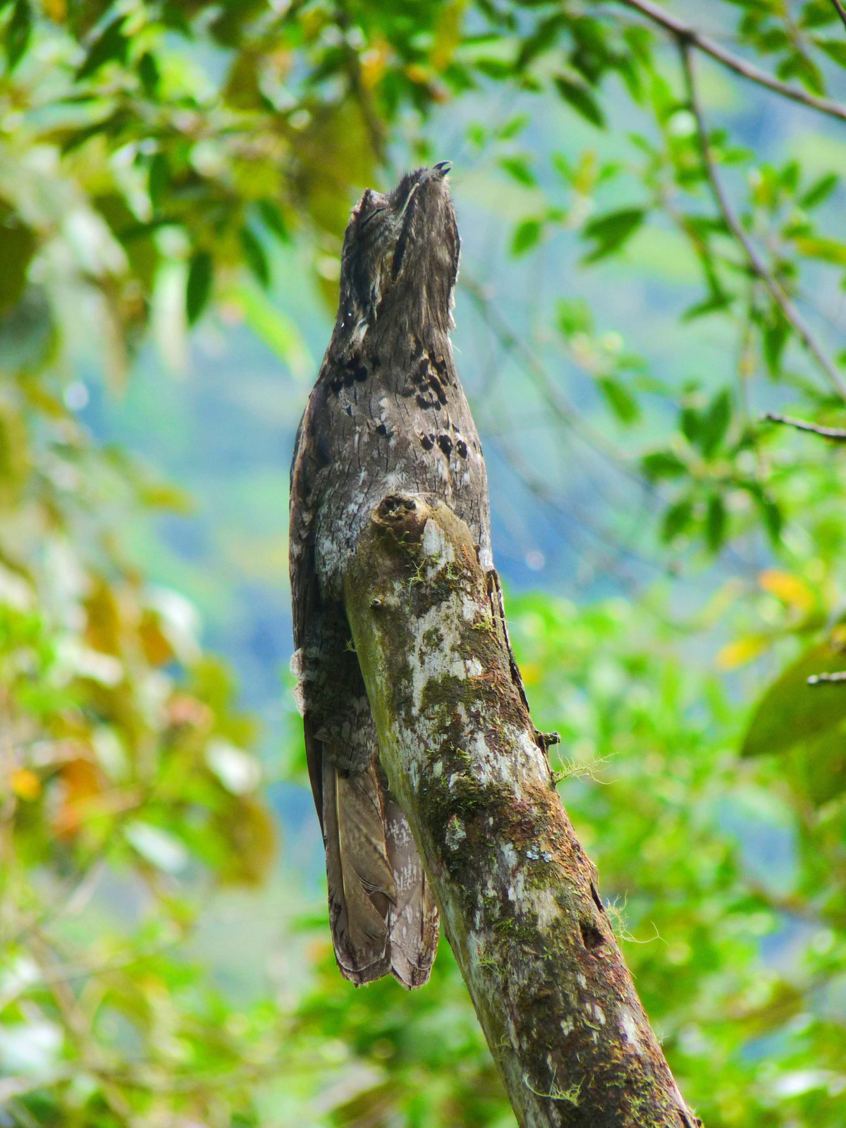 Ngoài đôi mắt to, chim potoo còn sở hữu chiếc mỏ lớn hỗ trợ rất nhiều trong việc săn mồi. Ảnh pinimg.