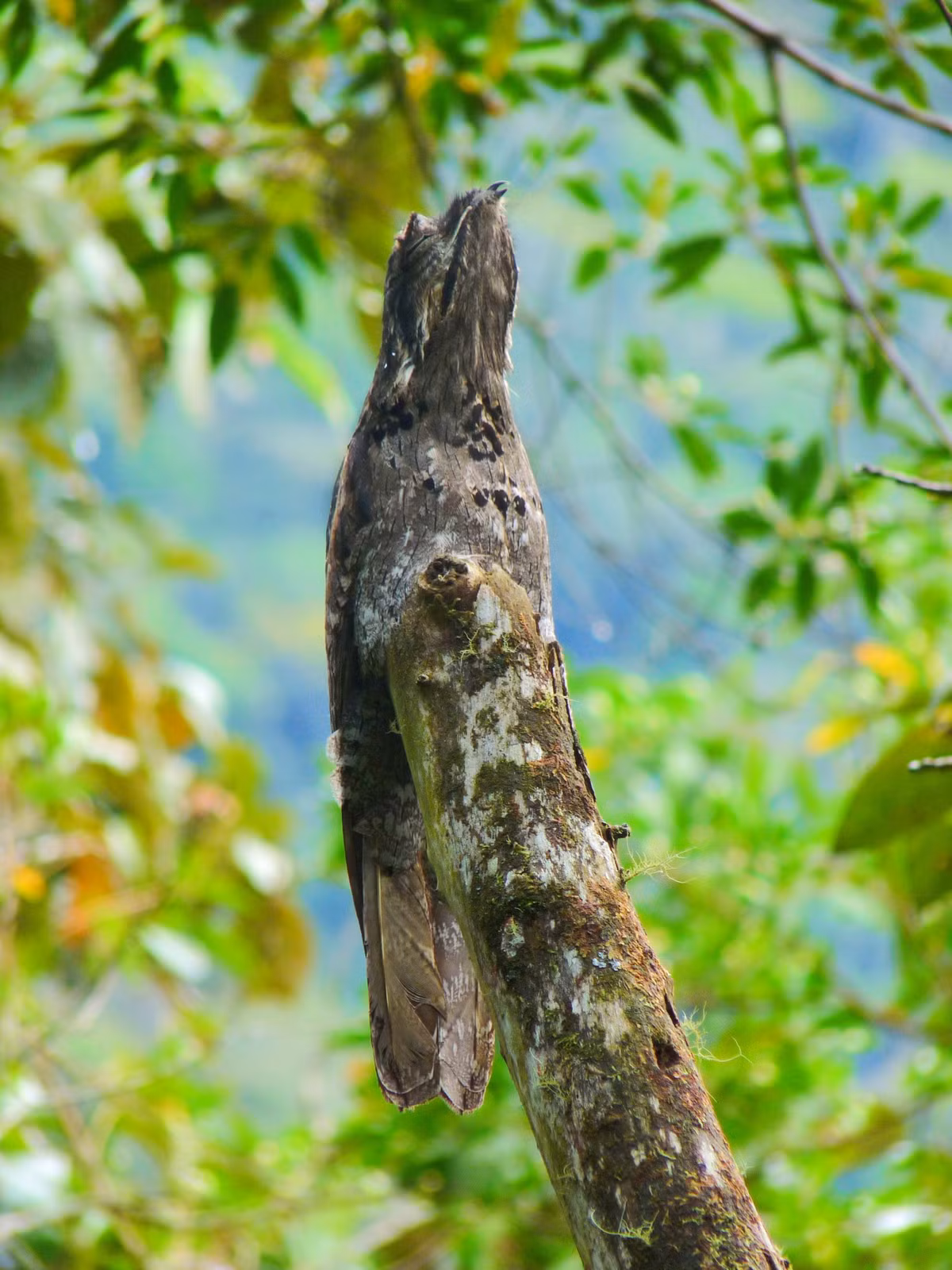 Ngoài đôi mắt to, chim potoo còn sở hữu chiếc mỏ lớn hỗ trợ rất nhiều trong việc săn mồi. Ảnh pinimg.