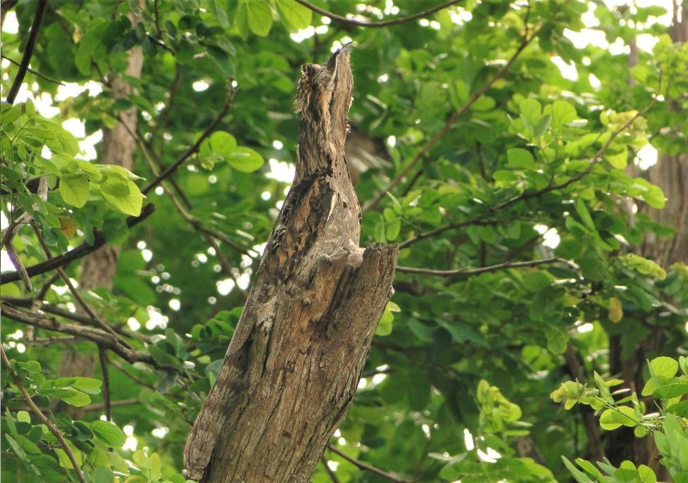 Chim potoo có tên khoa học là Nyctibius griseus, có họ hàng gần với họ Cú muỗi. Ảnh hbw.