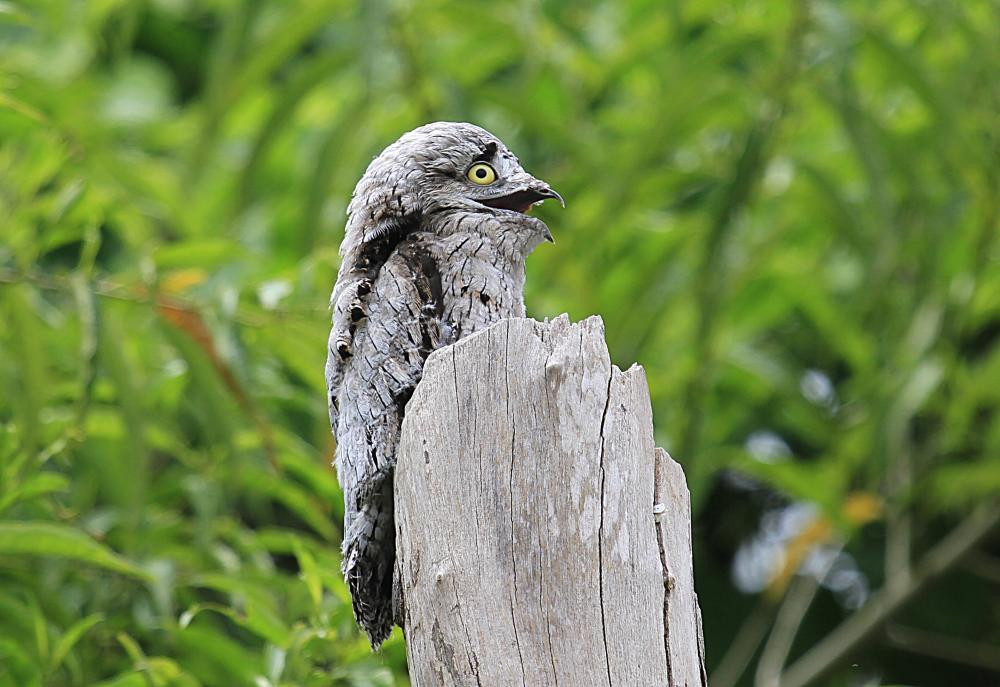 Chim potoo cũng được phát hiện ở những khu rừng ẩm, rừng đất thấp bán ẩm, rừng cây và đồng cỏ ở Trung và Nam Mỹ. Ảnh hbw.