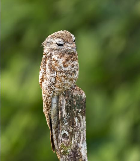 Chim potoo sinh sống chủ yếu ở khu vực nửa phía Bắc của Nam Phi. Loài chim này rất nhát người. Ảnh Flickr.