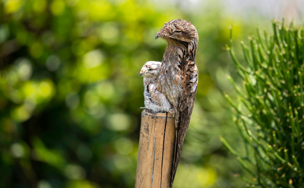 Chim potoo hoạt động về đêm và thức ăn của chúng chủ yếu là côn trùng như châu chấu, bọ cánh cứng và đôi khi cả những con dơi. Ảnh staticflickr.