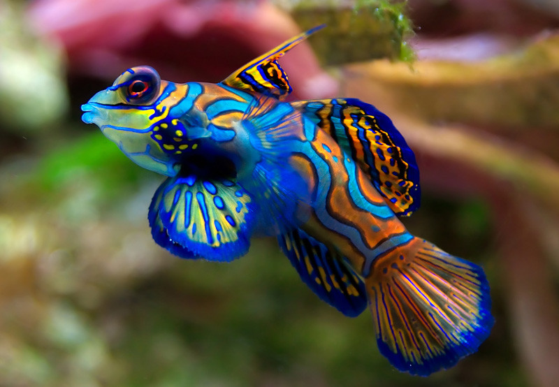 Thức ăn của cá trạng nguyên bao gồm động vật giáp xác, động vật chân bụng nhỏ, động vật không xương sống nhỏ, tôm, trứng cá... Ảnh whogivesafish.