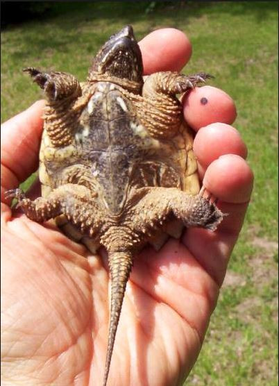 Rùa đớp cái có thể thực hiện các chuyến di cư để tìm địa điểm thích hợp làm tổ và đẻ trứng. Chuyến di cư dài nhất từng được ghi nhận của rùa đớp là 16km. Ảnh World Chelonian Trust.