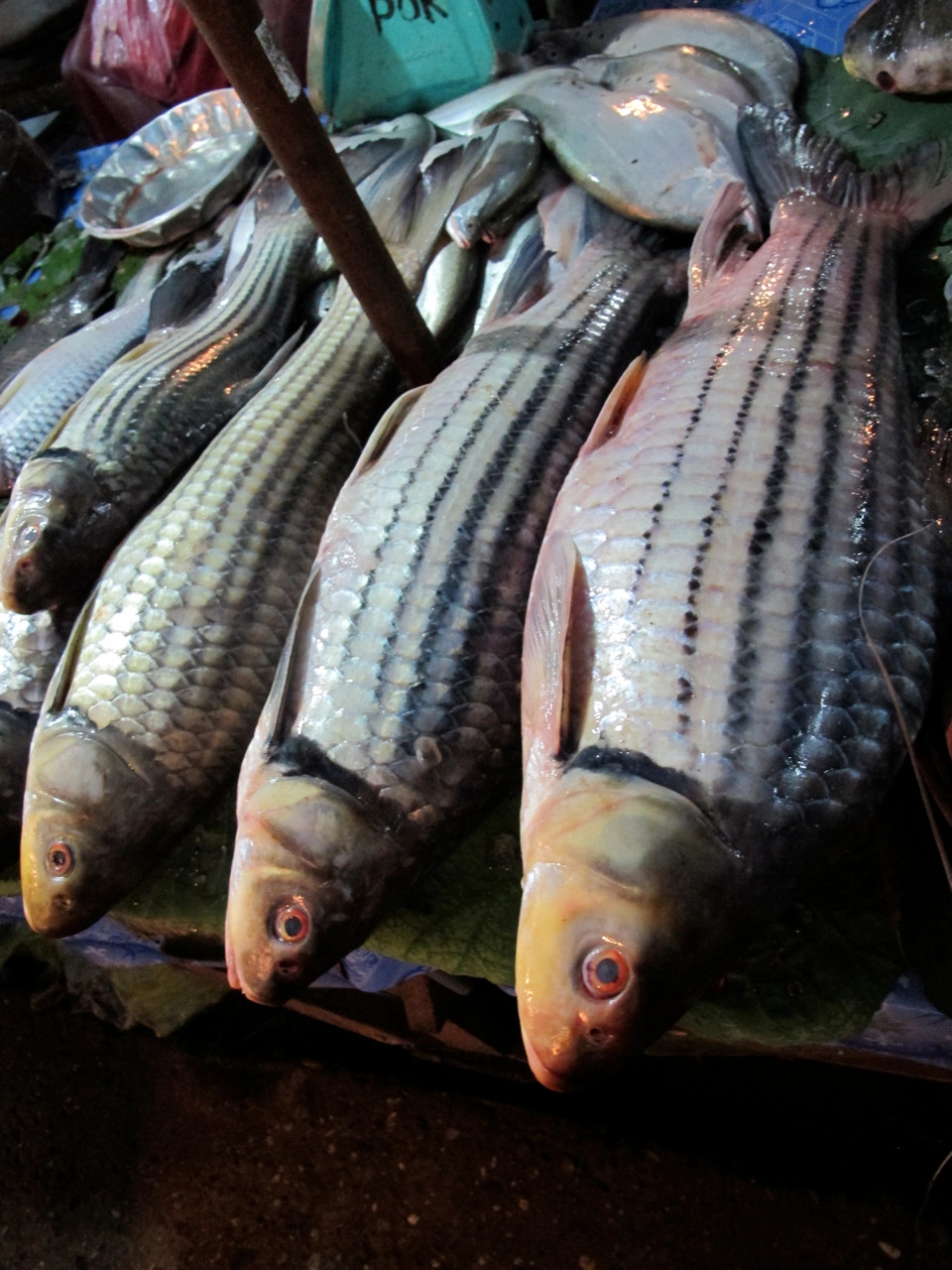 Cá trà sóc có thân thon dài, dẹp hai bên với 6-7 sọc đen chạy dọc từ sau nắp mang đến gốc vây đuôi. Ảnh fishbio.