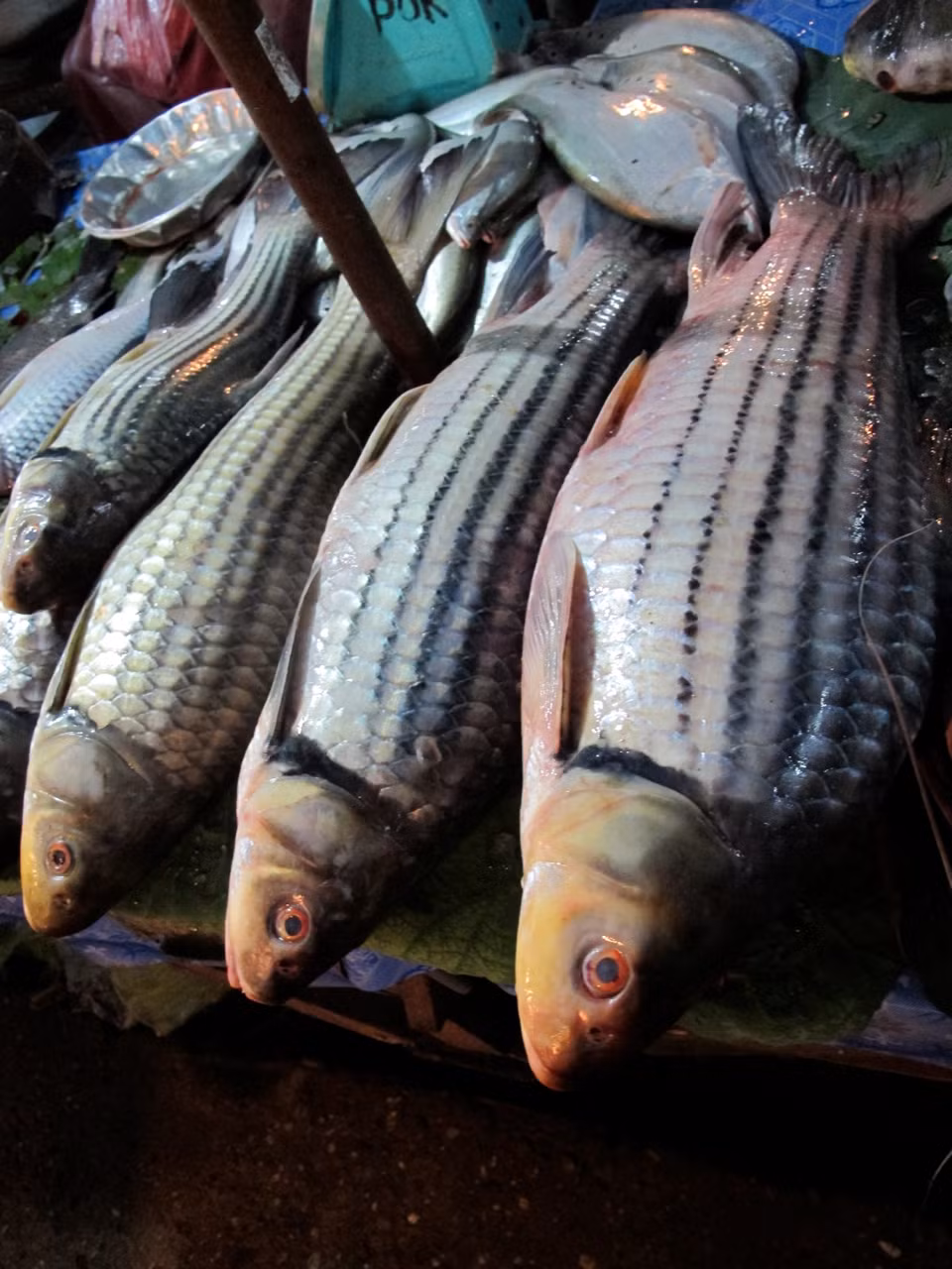 Cá trà sóc có thân thon dài, dẹp hai bên với 6-7 sọc đen chạy dọc từ sau nắp mang đến gốc vây đuôi. Ảnh fishbio.