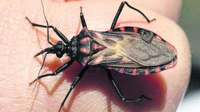 Khi đốt, rệp kissing thường đậu lên môi hoặc những vùng da xung quanh mắt của người và động vật để hút máu. Ảnh rionegro.