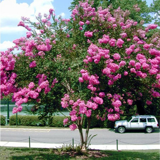 Loai cay “la” co hoa dep long lay, cu gai la “cuoi khuc khich“-Hinh-3