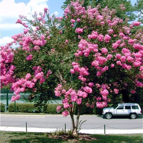 Loai cay “la” co hoa dep long lay, cu gai la “cuoi khuc khich“-Hinh-3