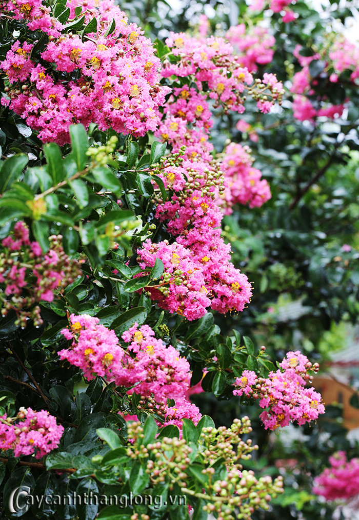 Loai cay “la” co hoa dep long lay, cu gai la “cuoi khuc khich“-Hinh-6